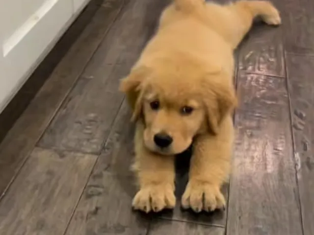 A golden retriever laying on floor
