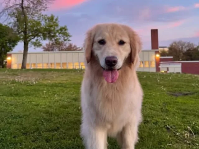 A golden retriever in a park