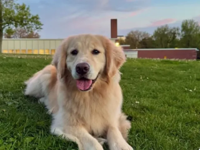 a golden retriever sitting peacefully