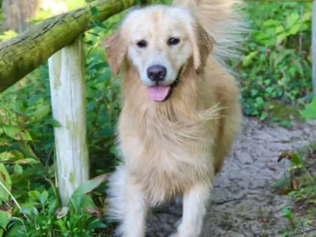 A golden retriver is running in a park