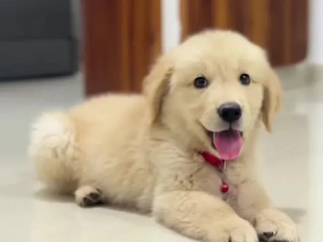 a happy golden retriever puppy