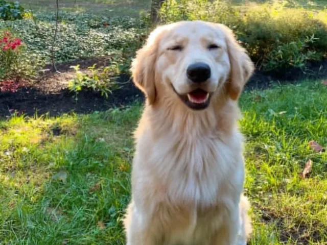 A golden retriever sitting in a grassy land
