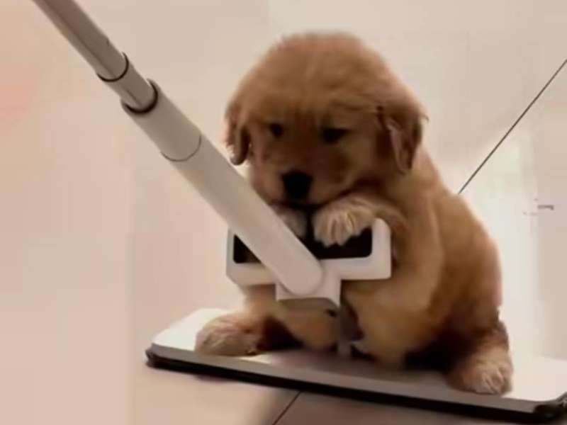 A golden retriever puppy clinging to a wiper.