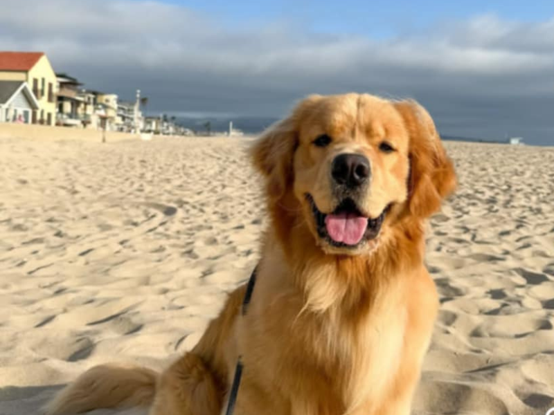 A golden sitting on sand by the beach.