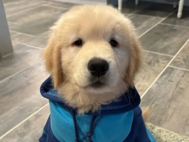 a golden retriever wearing blue jacket