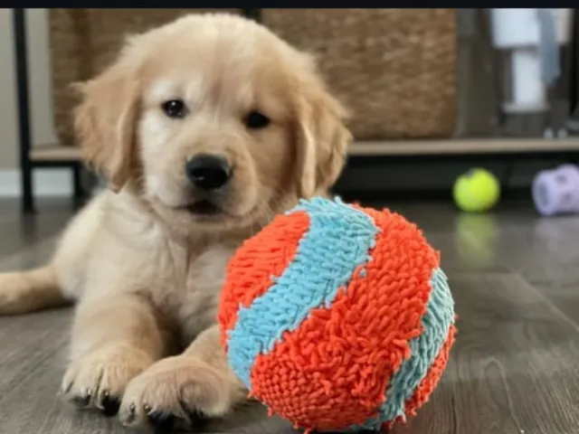 a golden retriever with its ball