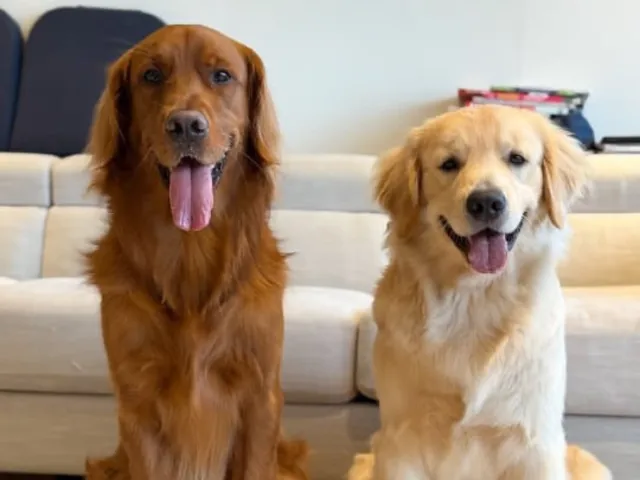 creamy and golden retrievers