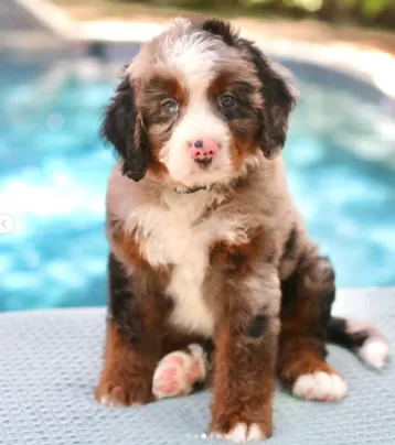 brown
bernedoodle