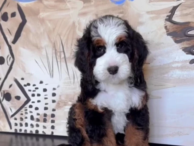A cutie bernadoodle puppy