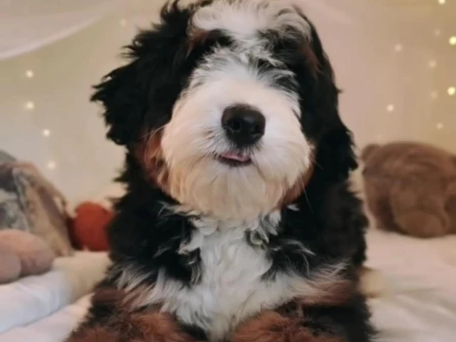 black and white and brown colored bernedoodle