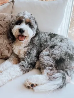 Grey bernedoodle sitting