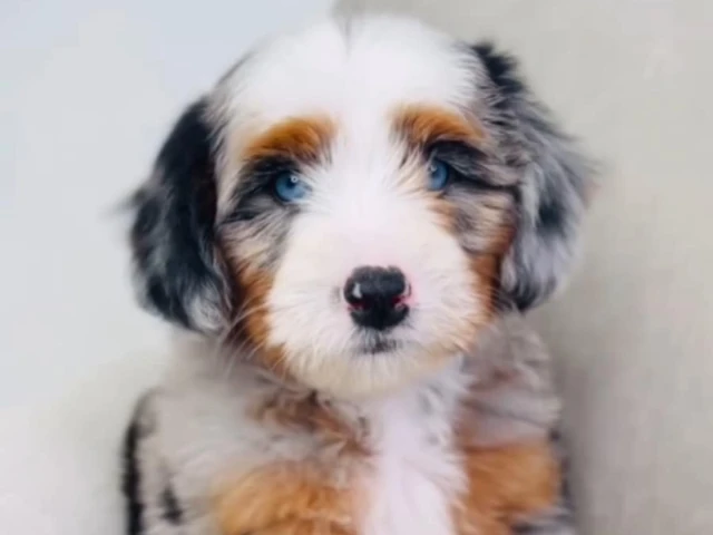 White and grey cute bernedoodle puppy