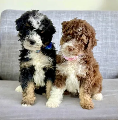 bernedoodles are sitting together