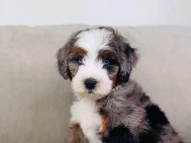 white and grey bernedoodle