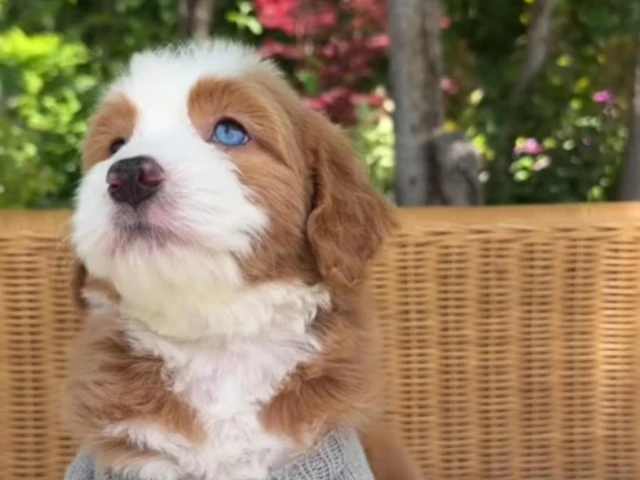 white and brown bernedoodle