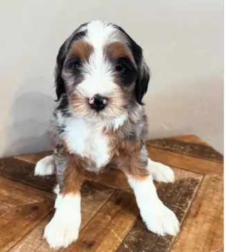 multi color bernedoodle