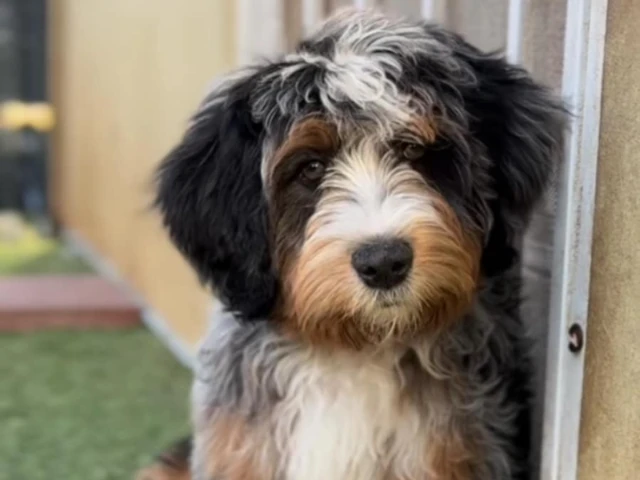 a bernedoodle sitting and leaning on a wall