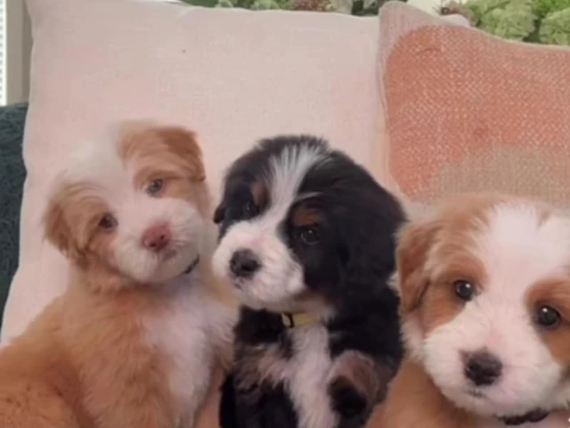 Feature image Bernedoodle Puppies for Sale in Washington State