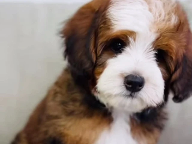 a cute bernedoodle puppy