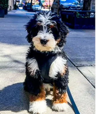 Bernedoodle sitting outdoor