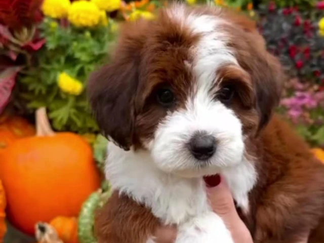 light brown bernedoodle