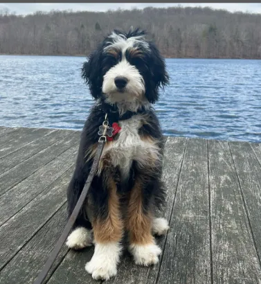 bernedoodle sitting near a pool