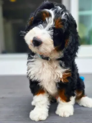 bernedoodle puppy