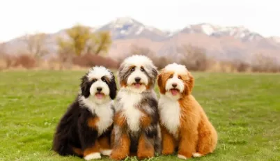 3 bernedoodles in agrassy field