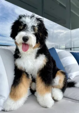 bernedoodle is sitting on sofa