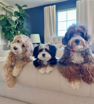 Bernedoodles sittting on a sofa