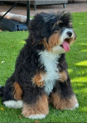 bernedoodle sittting in a park