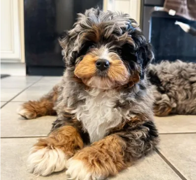 Bernedoodle laying and resting