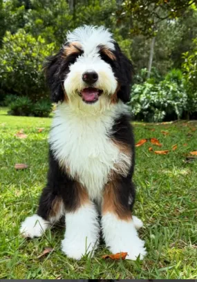 Bernedoodle in a garden
