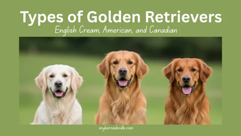 Feature image of types of Golden Retrievers