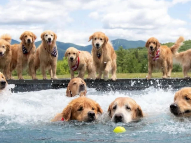 Are Golden Retrievers Good for First-Time Owners? Pros, Challenges & Tips