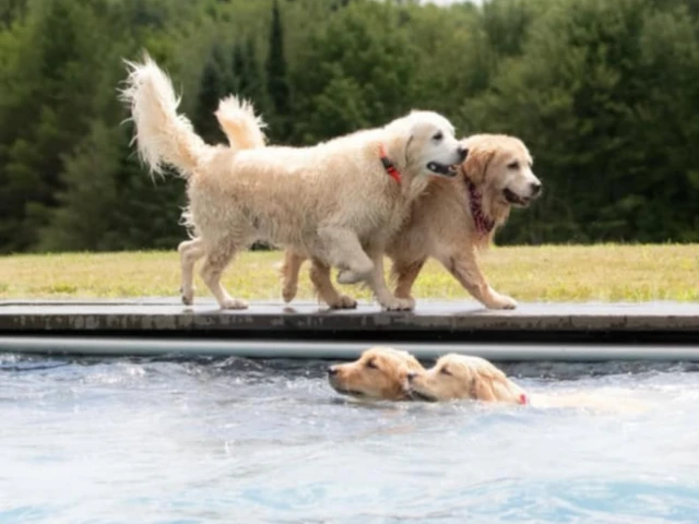 Golden Retreivers walking by a pool.