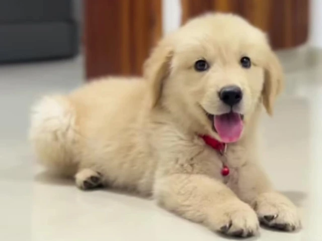 A Golden Retriever sitting happily in his apartment