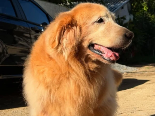 Golden Retriever standing in sun light