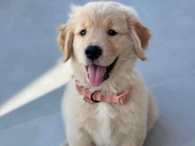 A cute golden Retriever sitting by a road.