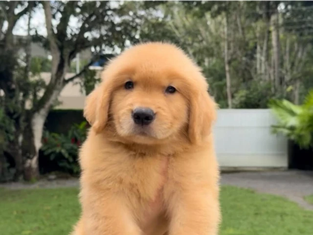 A cute golden retriever puppy