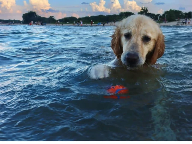 Golden Retriever Shedding Season: How Much They Shed & Tips for 2025