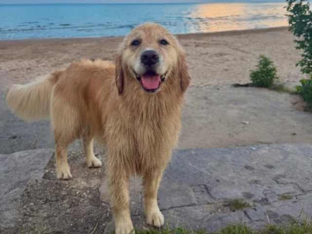 A wet golden retriver
