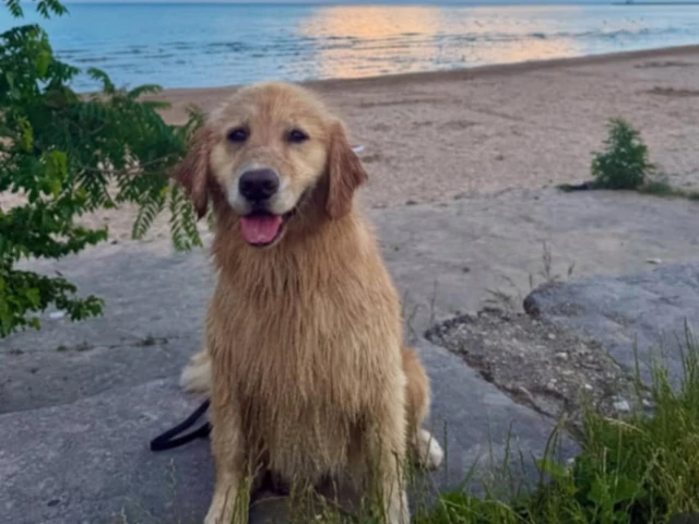 A wet Golden Retriever standing near a ocean