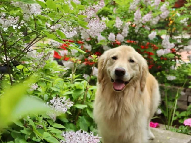 A golden retriever standing in a garden
