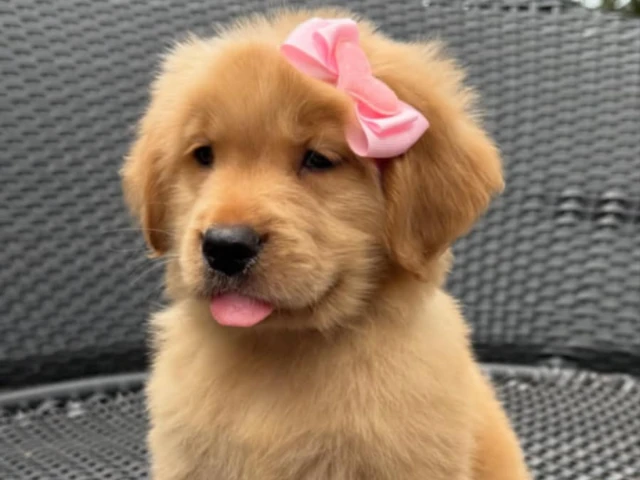 A cute golden retriever puppy