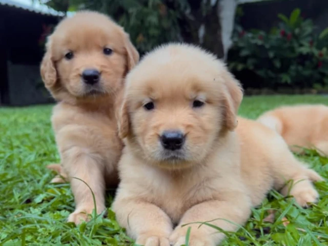 cutie puppies sitting together