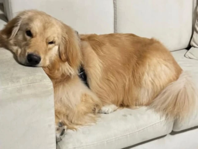 Golden Retriever resting after exercise