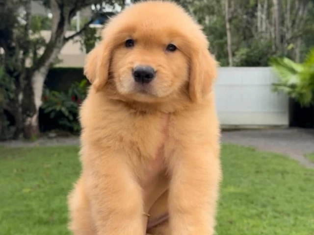 Golden Retriever puppy sitting ia a grassy land