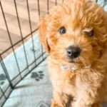 Goldendoodle 10