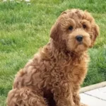 Goldendoodle 11